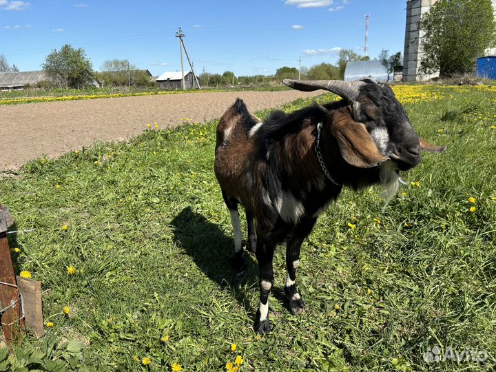 Продается козел