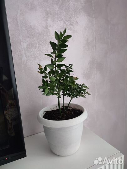 Нагейя Наги