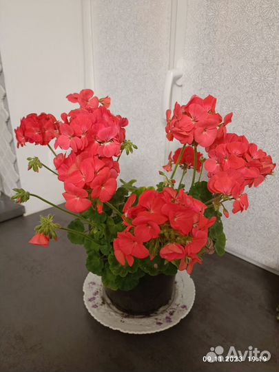 Герань пеларгония в горшке