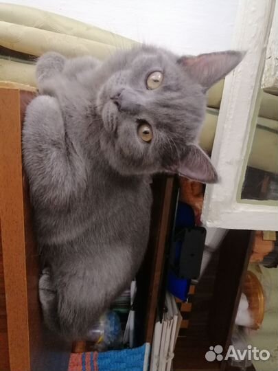 Котята полукровки мальчики