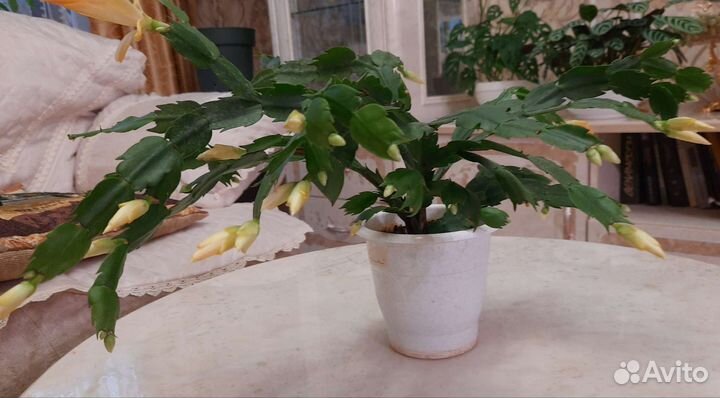 Декабрист белый