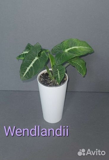 Сингониумы сортовые