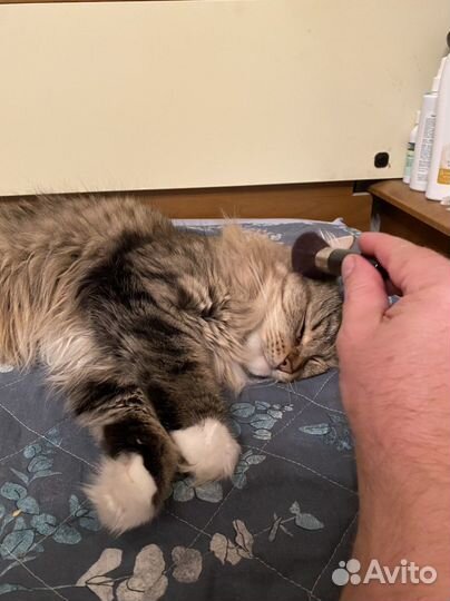Массаж кисточками кота/кошки