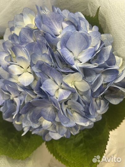 Роза оптом Эквадор