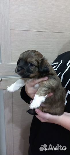 Собаки мальчики в добрые руки