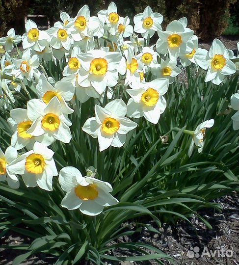 Нарциссы