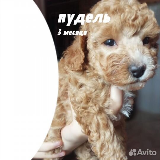 Собака