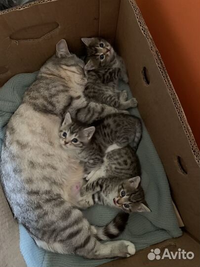 Котята в добрые руки