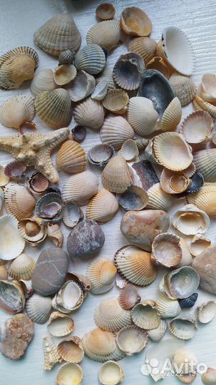 Каштаны, жёлуди, ракушки