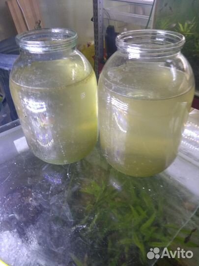 Корма для поднятия малька