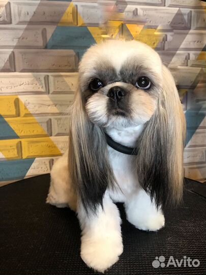 Стрижка собак и кошек г. Одинцово