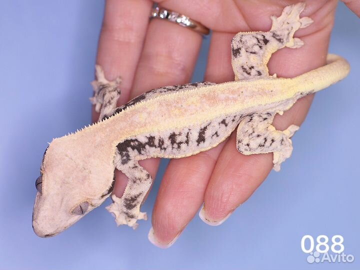 Реснитчатый бананоед lilly white drippy