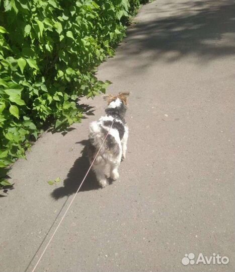 Выгул собак