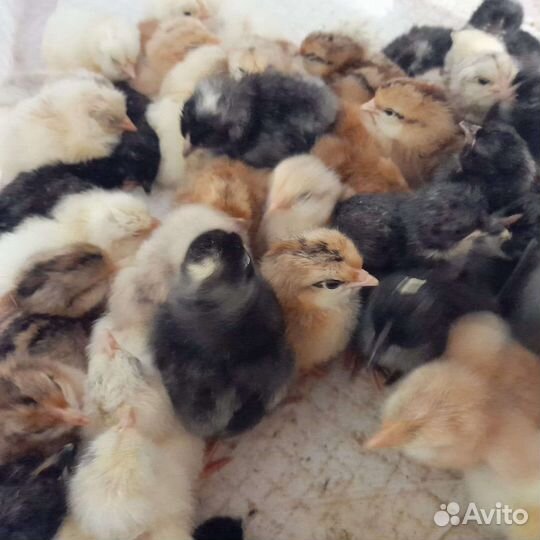 Цыплята,утята,гуси,индюшата