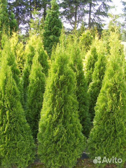 Премиальные Туи 170 см Гарантия 2 года Доставка