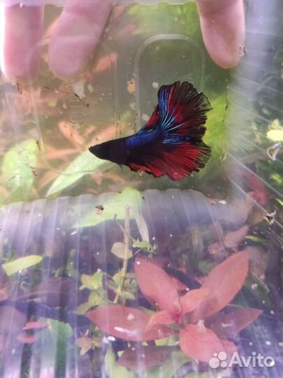 Рыбка петушок