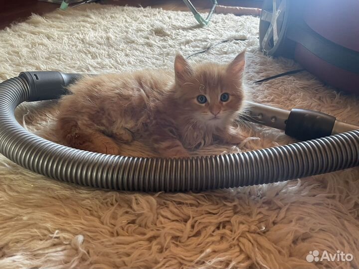 Котята мейн-кун