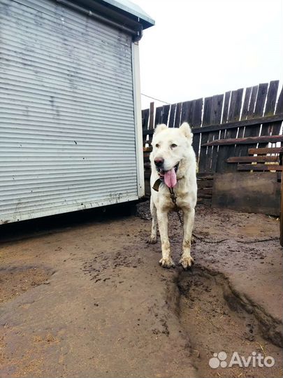 Вяска собак