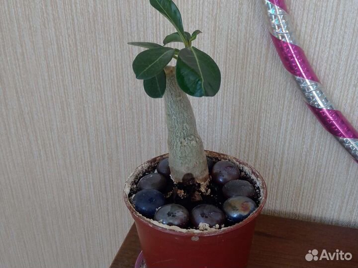 Адениум роза пустыни