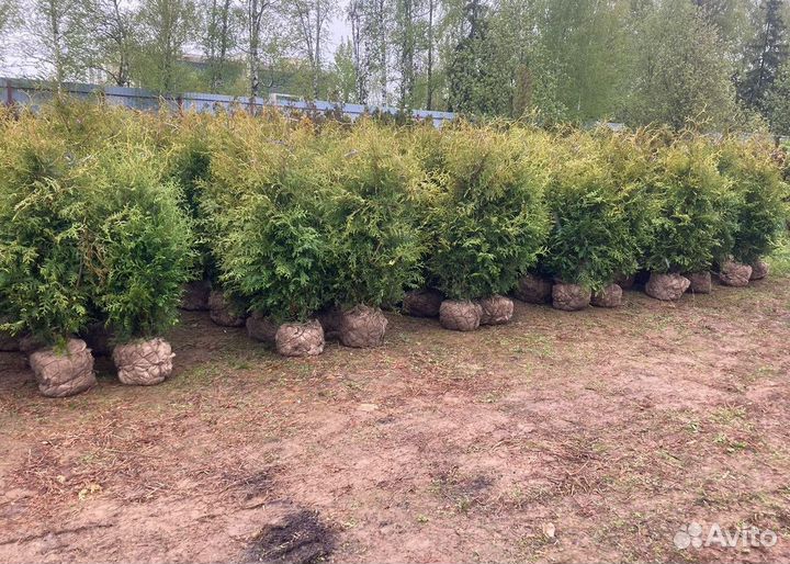 Саженцы Туя Брабант