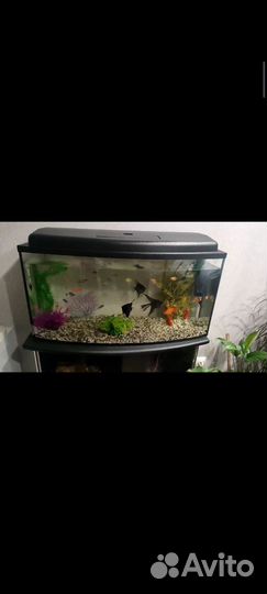Аквариум 100 л с тумбой