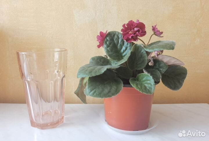 Фиалка малиновая, название сорта не знаю