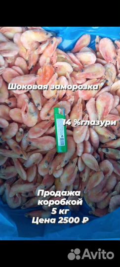 Креветка северная