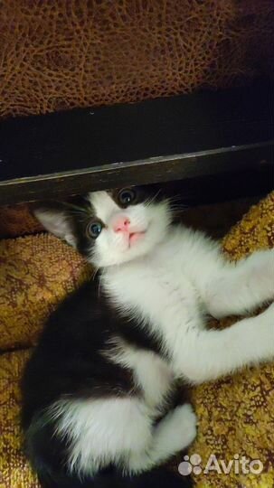 Котенок чудо