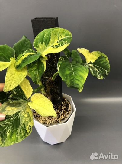 Яичница и Pink beauty lava marble