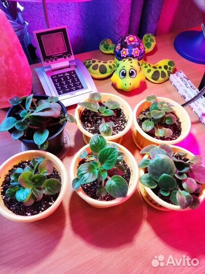 Молодые фиалки