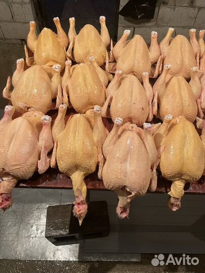 Куры бройлеры тушки мясо
