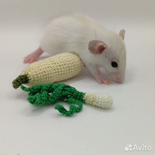 Декоративные крысята разных окрасов