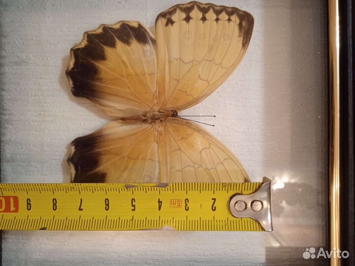 Бабочка Стихофтальма китайская