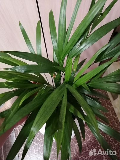 Пальма хризолидокарпус - арека