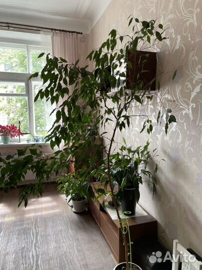 Фикус бенджамина большой