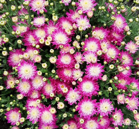 Продаётся Хризантема Мультифлора