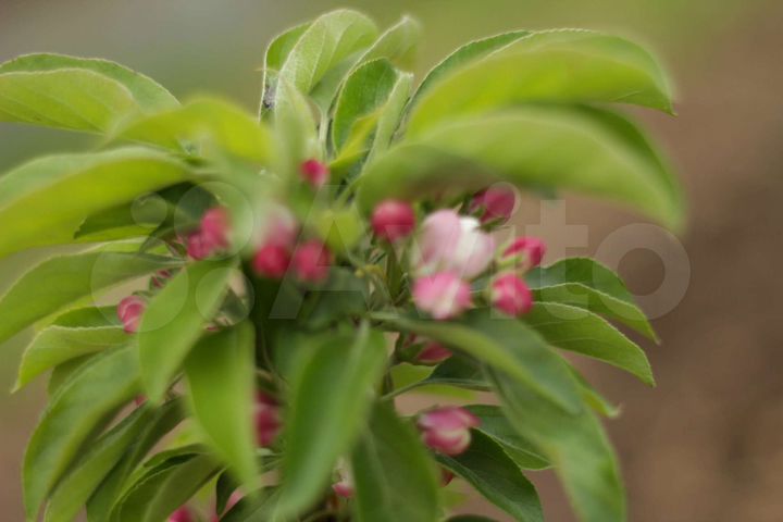 Дача 30 м² на участке 6 сот.