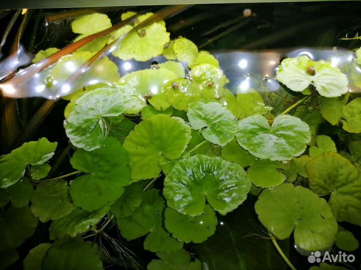 Аквариумные растения и улитки