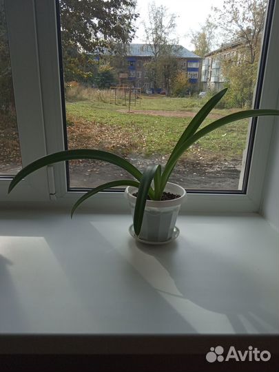 Гиппеаструм (Лилия)