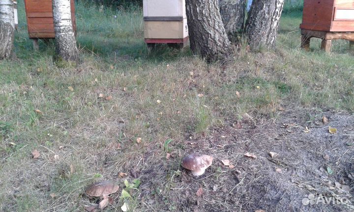 Продам две семьи пчёл