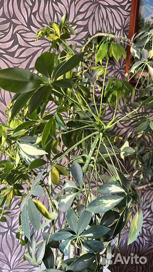 Растение шеффлера