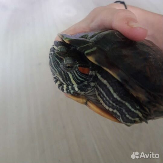 Красноухая черепаха бесплатно