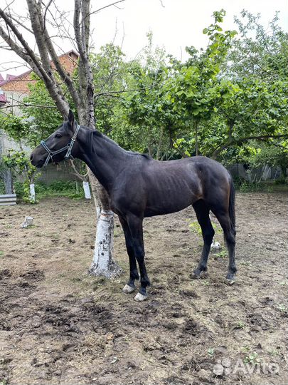 Лошадь жеребец