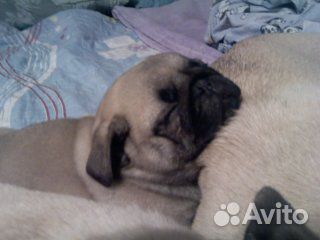 Щенки мопса