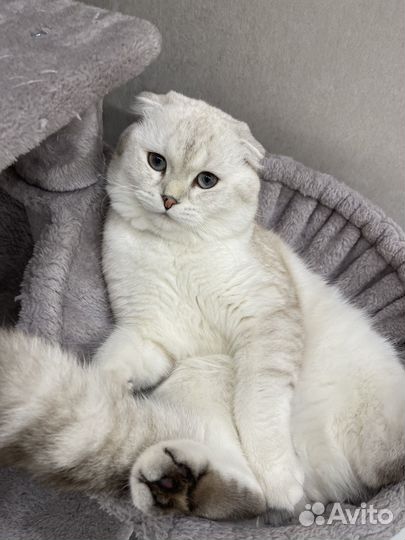 Шотландская вислоухая кошка вязка