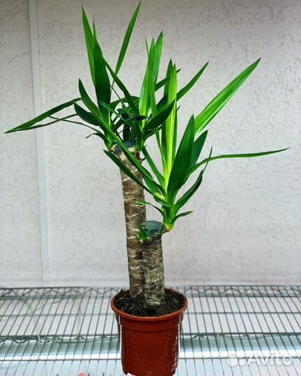 Юкка Элефантис или Юкка Слоновая средняя и большая