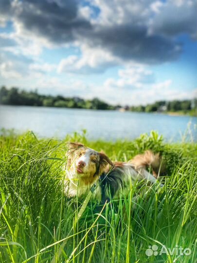 Домашняя Передержка, гостиница для собак