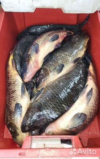 Карп зеркальный. Живая рыба