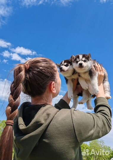 Щенок хаски