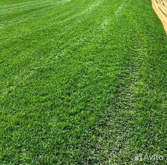 Газон. Рулонный газон